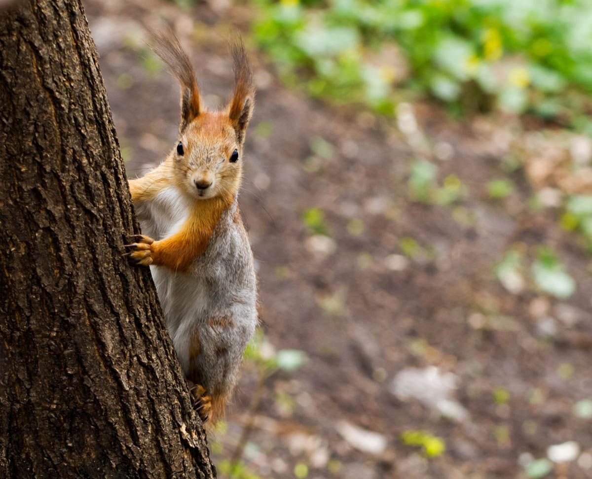 Eichhörnchen an Baumstamm
