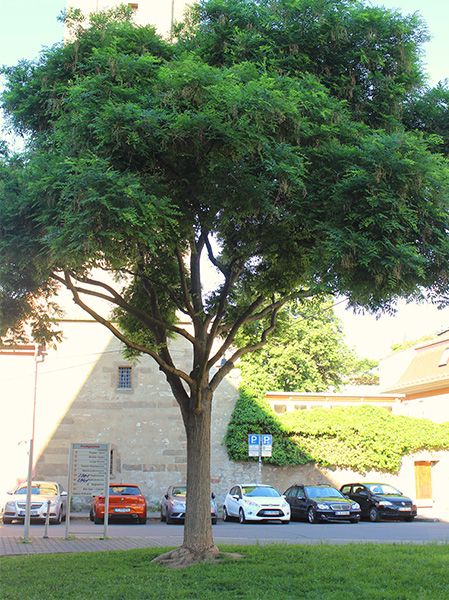 Abb. 1:  Sogenannter Klimabaum: Japanischer Schnurbaum (Bildquelle: Gabriele Jahn/ThINK)