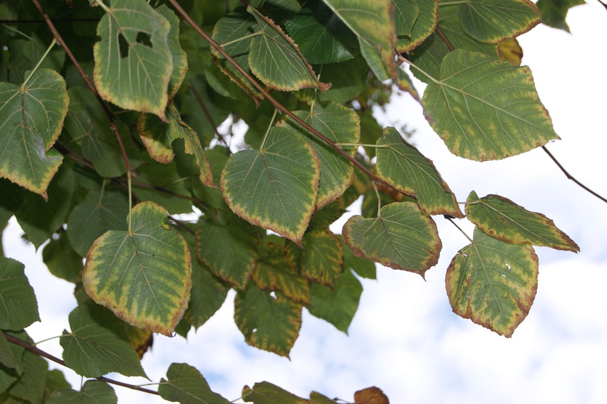 Lindenblätter mit braunen Rändern (Blattrandnekrosen)